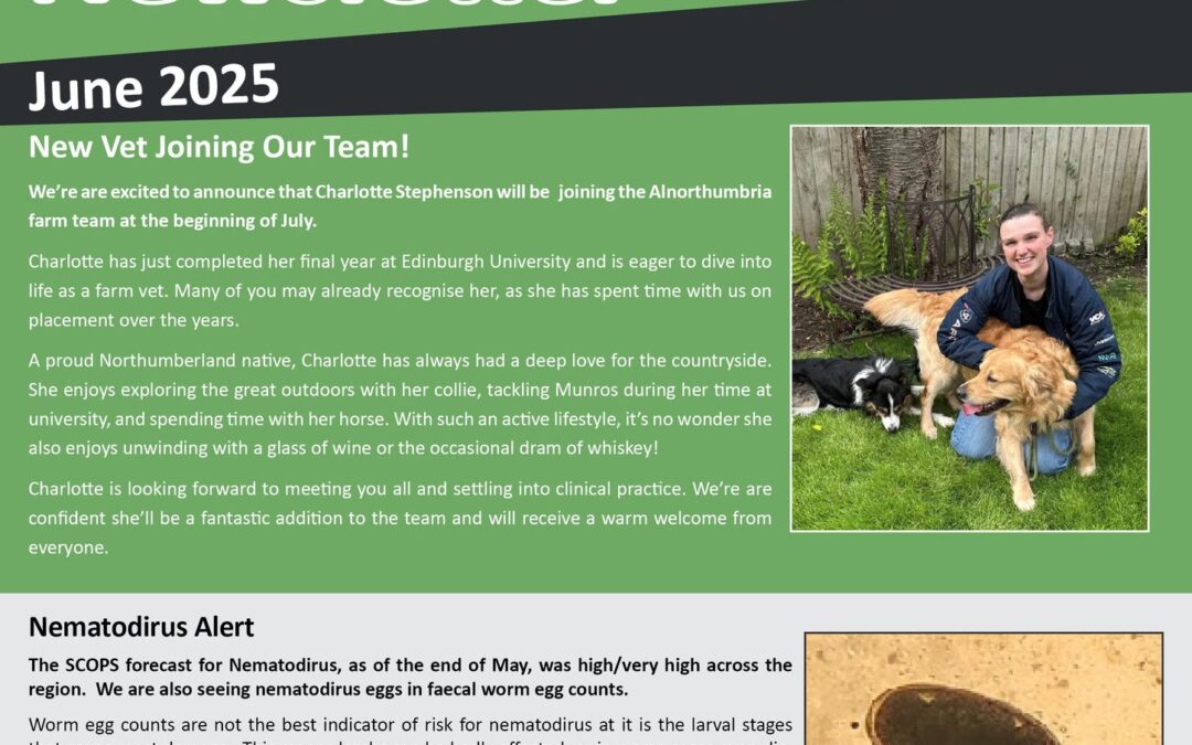 Newsletter June 2025