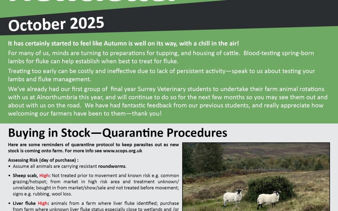 Newsletter October 2025