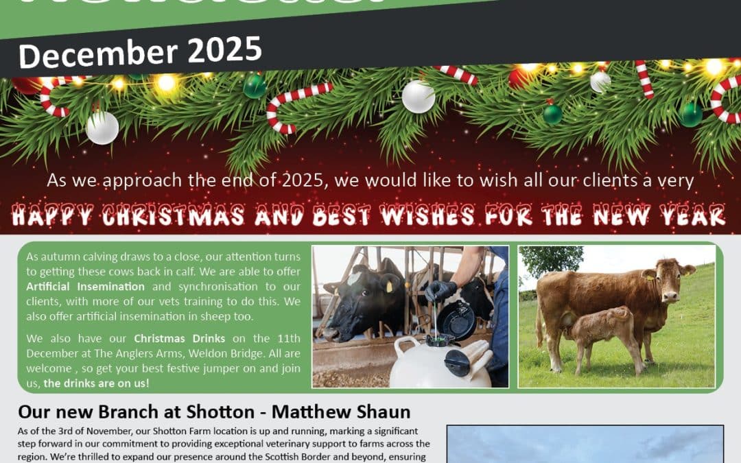 Newsletter December 2025