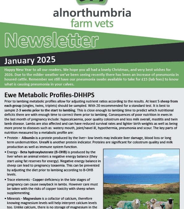 Newsletter January 2026