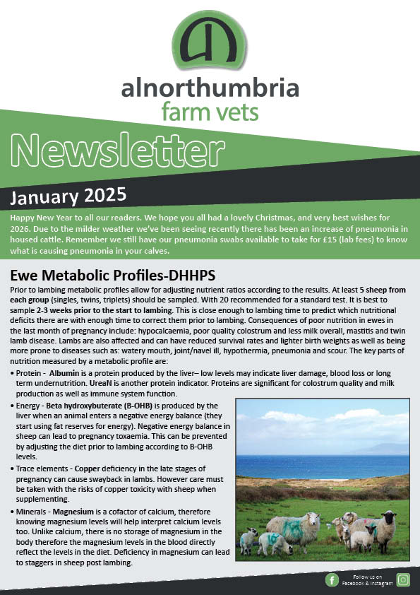 Newsletter January 2026