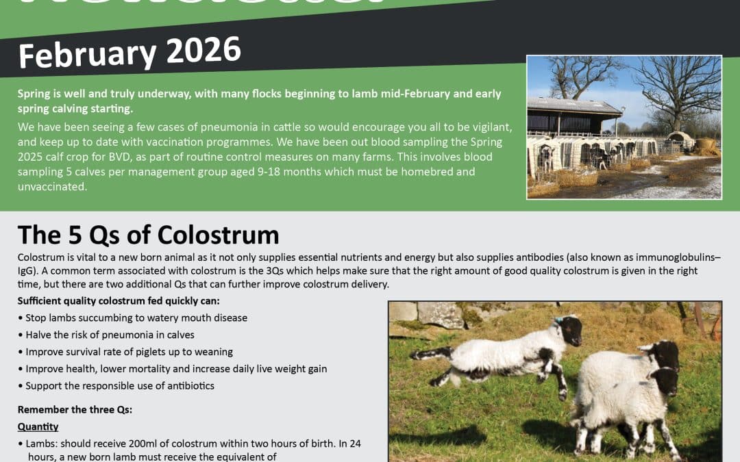 Newsletter February 2026