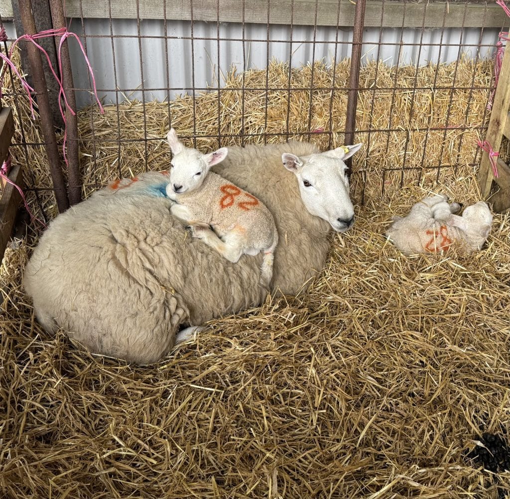 Newsletter March 2026