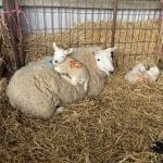 Newsletter March 2026