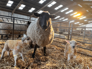 Hygiene is particularly important at lambing time