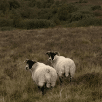 Newsletter July 2026